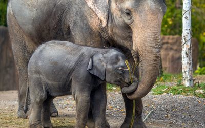 Elephants, mom and cub, cute animals, family, little baby elephant, wildlife