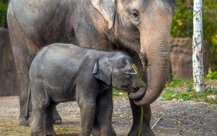 Elefanter, mamma och cub, s&#246;ta djur, familj, liten baby-elefant, vilda djur
