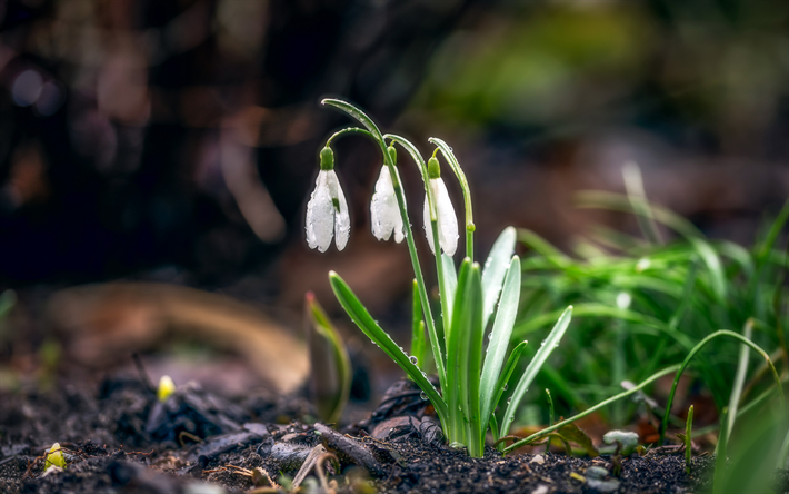 snowdrops, flores da primavera, manh&#227;, floresta, floresta flores, primavera de fundo, flores brancas