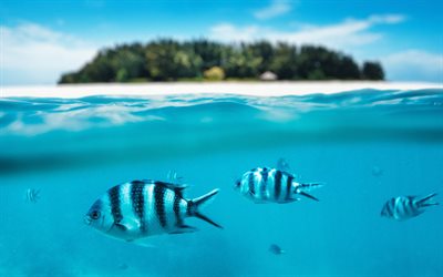 Mnemba adası, su altında su, balık, okyanus, Maldivler, tropikal adalar, yaz seyahati, Zanzibar