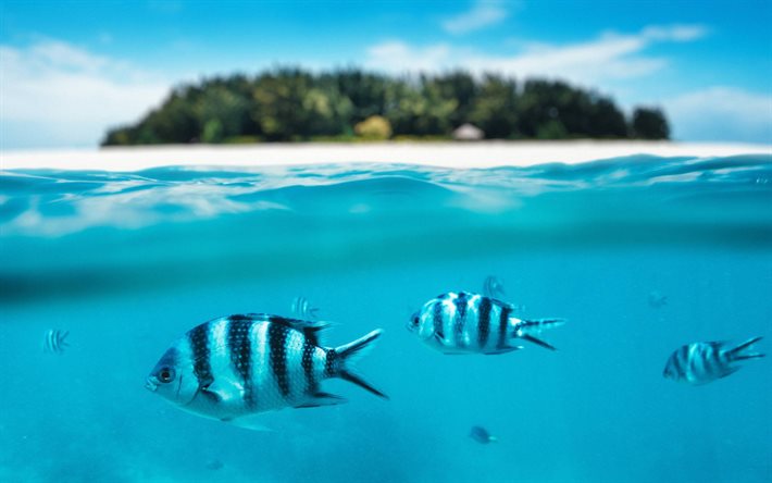 Mnemba island, underwater over water, fish, ocean, Maldives, tropical islands, summer travel, Zanzibar