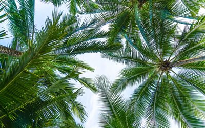 feuilles de palmier, en bas, du ciel, le vert des feuilles, des &#238;les tropicales, des palmiers