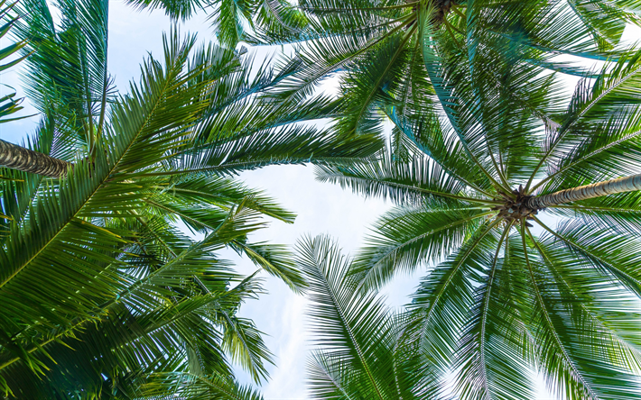 palm leaves, bottom view, sky, green leaves, tropical islands, palm trees