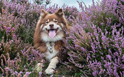Finsk Lapphund, lavendel, husdjur, hundar, brun finsk lapphund, s&#246;t hund, Finsk Lapphund Hund