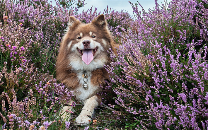 finnischer lapphund, lavendel, haustiere, hunde, braun, cute dog, finnischer lapphund hund