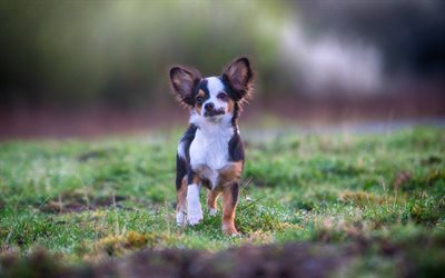 4k, Chihuahua, running dog, summer, dogs, black-brown chihuahua, cute animals, pets, Chihuahua Dog