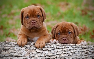 Bordeaux mastiff, puppies, pets, cute animals, family, Dogue de Bordeaux, dogs, French mastiff