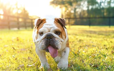 english bulldog, sunset, evening, white brown dog, bulldog, friendly dog breeds, pets, dogs