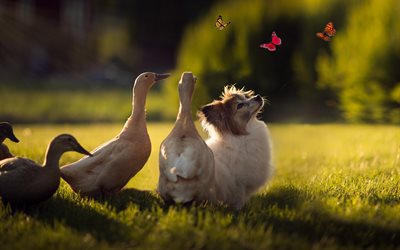 Pomeranian, fluffy dog, spitz, geese, sunset, evening, butterflies, cute animals