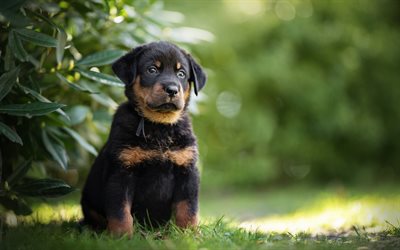 French Shepherd Dog, Beauceron, black puppy, cute little animals, black dog, green grass, puppy