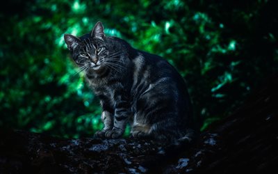 American Bobtail, forest, pets, domestic cat, cute animals, cute cat, cats, American Bobtail Cat