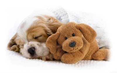 Cavalier King Charles Spaniel, puppy, sleeping dog, pets, dogs, teddy bear, cute animals, Cavalier King Charles Spaniel Dog