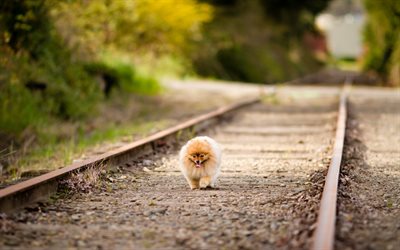 Pomeranian Spitz, railway, dogs, Spitz, running dog, cute animals, pets, Pomeranian, Pomeranian Spitz Dog