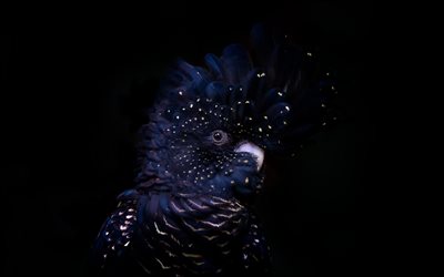 Punainen-pyrst&#246; musta kakadu, musta kakadu, Australia, musta papukaija, mustat linnut