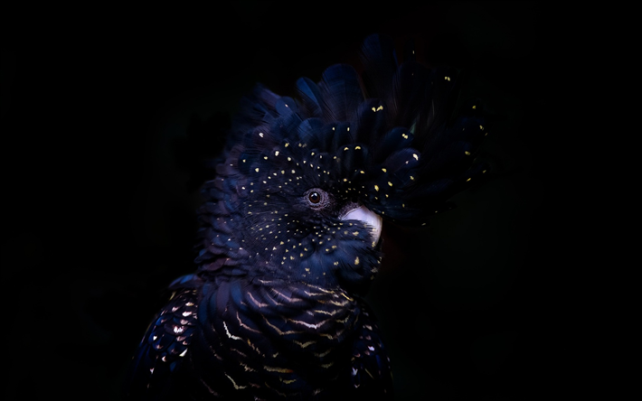 De-cara-roxa preta, preto cacatua, Austr&#225;lia, black parrot, p&#225;ssaros pretos
