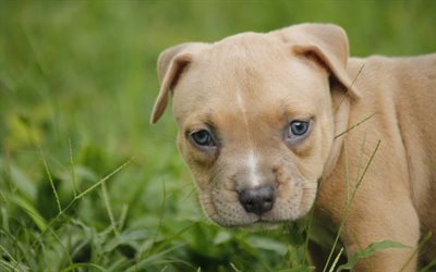 4k, l&#39;American Pit Bull Terrier, cucciolo, close-up, animali domestici, cani, Pit Bull Terrier
