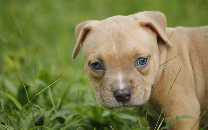 4k, American Pit Bull Terrier, cachorro, close-up, mascotas, perros, Pit Bull Terrier