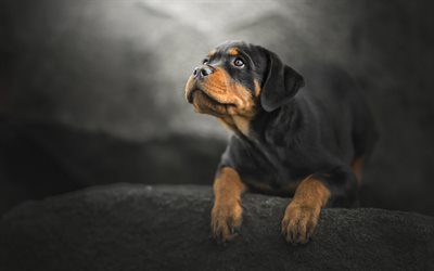 Rottweiler Dog, puppy, close-up, pets, stone, small rottweiler, dogs, cute animals, Rottweiler