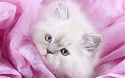 Gato persa, gatito, close-up, blanco, gato, gatos, divertido gato, los gatos dom&#233;sticos, mascotas, blanco persa Gato, gatito blanco, persa