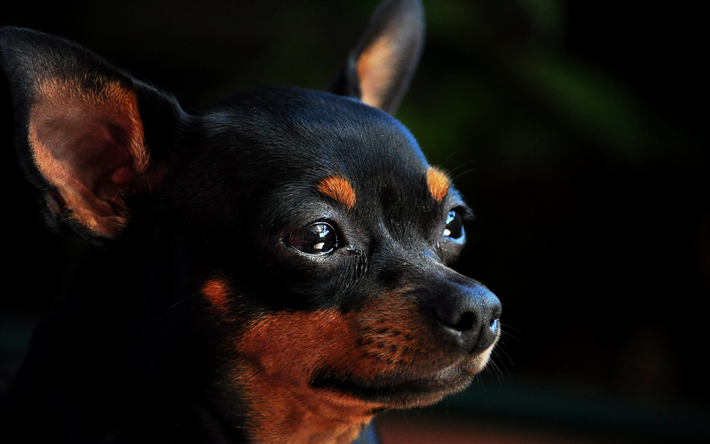 4k, Chihuahua, close-up, l&#39;&#233;t&#233;, les chiens, chihuahua noir, des animaux mignons, des animaux de compagnie, Chien Chihuahua