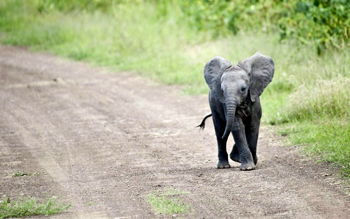 elephant, road, wildlife, baby elephant, cub, small elephant