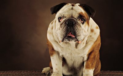 El Bulldog ingl&#233;s, divertido perro, close-up, simp&#225;ticos animales, mascotas, Perros Bulldog ingl&#233;s