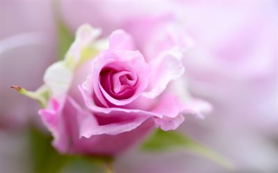rosa rosa, capullo de rosa, rosa bella flor, floral, fondo, fondo rosa