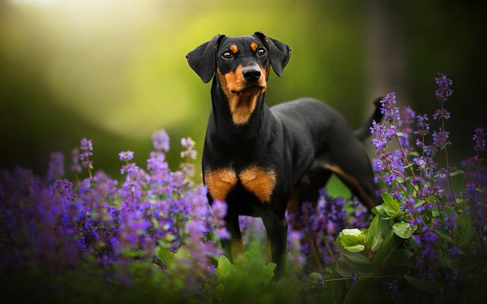 Doberman Pinscher, lavanda, mascotas, perros, perro negro, lindo perro Doberman Pinscher Perro