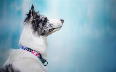 Border collie, profile, cute dog, pets, white gray dog, dog breeds