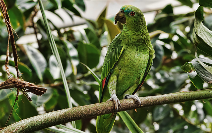 4k, Bolivian Military Macaw, jungle, parrots, wildlife, green parrot, Macaw, Ara