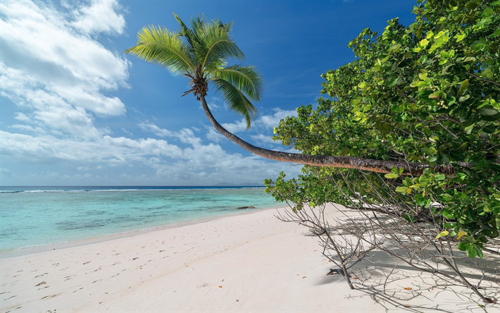 tropik ada, plaj, palmiye ağa&#231;ları, kum, deniz manzarası, yaz tatili, Seyahat