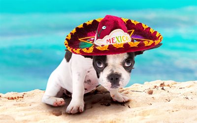 Fransız Bulldog, k&#252;&#231;&#252;k k&#246;pek, Meksika kırmızı şapka, siyah beyaz k&#246;pek, sevimli hayvanlar, Meksika