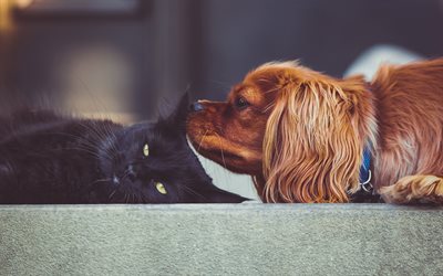 Cavalier King Charles Spaniel, black cat, pets, dogs, friendship, cute animals, Cavalier King Charles Spaniel Dog