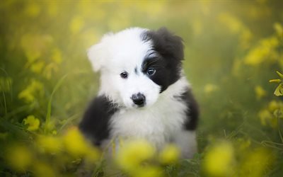 Border Collie, pequeno filhote de cachorro, bokeh, animais de estima&#231;&#227;o, bonitinho c&#227;es, grama verde