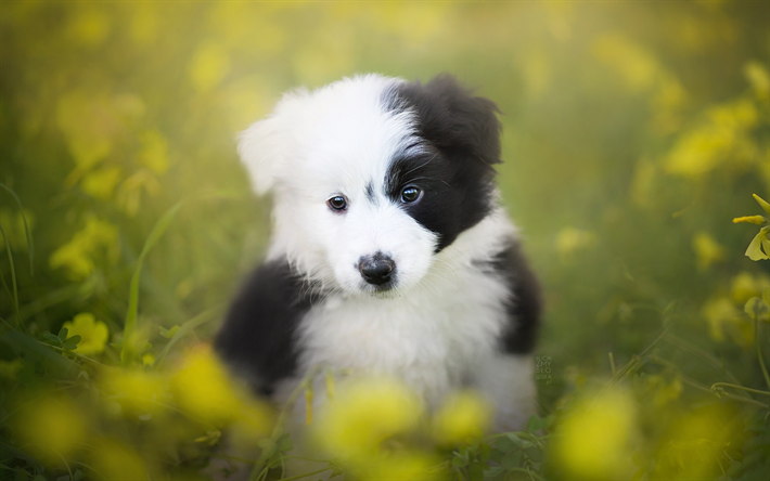 Border Collie cucciolo piccolo, bokeh, animali, carino cani, verde, erba