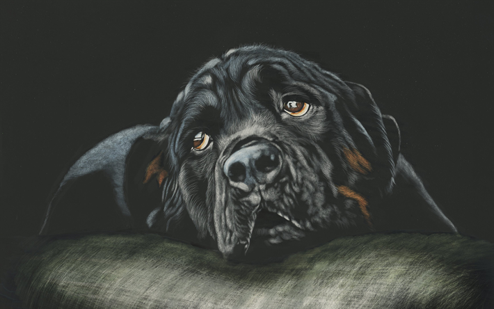 Rottweiler, 4k, sanat, k&#246;pek, evcil hayvan, k&#252;&#231;&#252;k bir rottweiler, sevimli hayvanlar, Rottweiler K&#246;pek