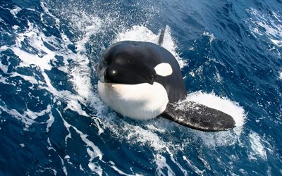 katil balina, yakın &#231;ekim, balina, okyanus, yaban hayatı, deniz, orca, orcinus orca
