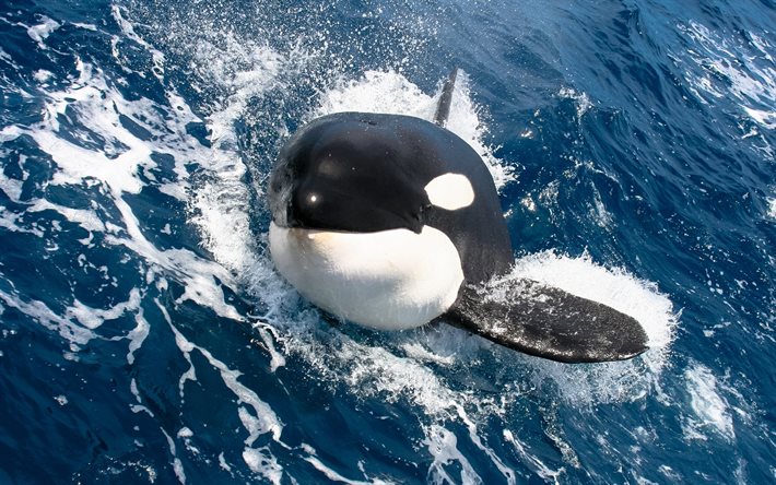 la ballena de asesino, de cerca, las ballenas, el mar, la fauna, la ballena asesina, la orca, orcinus orca