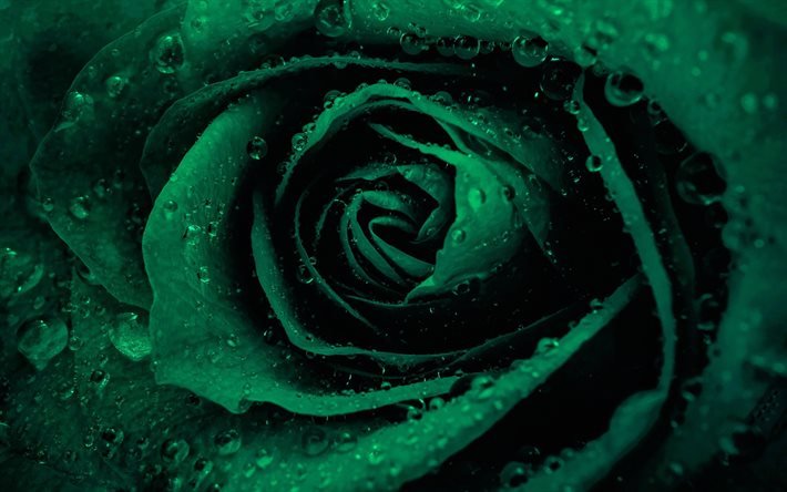 Vert, rose, bouton de rose, fleurs vertes, roses