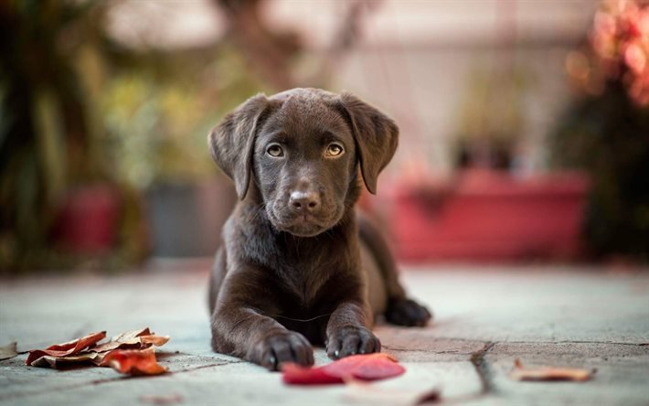 puppy, chocolate labrador, dogs, retriever, cute animals