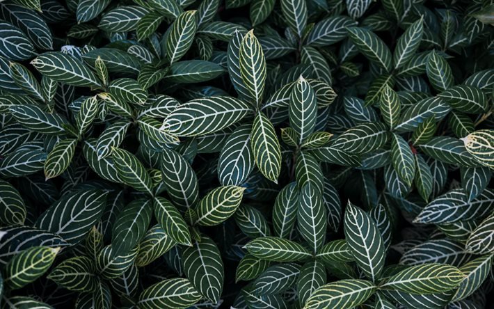 hojas de color verde textura, hojas con puntas blancas, hojas de color verde de fondo, hojas de textura, eco textura