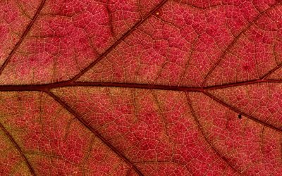 des feuilles rouges de la texture, feuille rouge d&#39;arri&#232;re-plan, les textures naturelles, feuille rouge, de l&#39;&#233;cologie, de l&#39;environnement