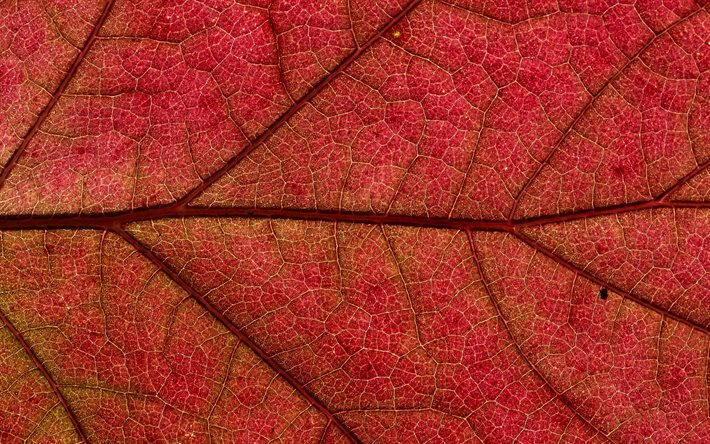 Download wallpapers red leaf texture, red leaf background, natural ...
