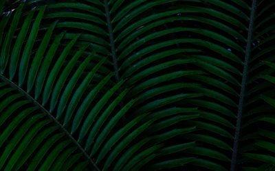 le vert des feuilles de texture, fond avec des feuilles vertes, fond naturel, feuilles de texture, respectueux de l&#39;arri&#232;re-plan, des feuilles de palmier texture