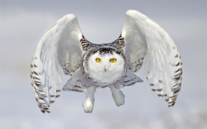 Gufo bianco, close-up, uccello in volo, la Civetta delle nevi, gufo reale, Bubo scandiacus