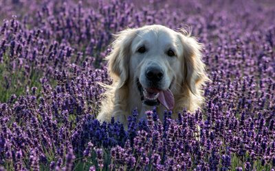 labrador, lavender, close-up, retriever, pets, labradors, golden retriever