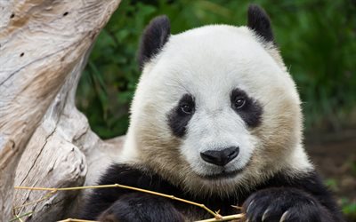 panda, close-up, cute animals, zoo, bears, Ailuropoda