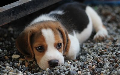 beagle, small white puppy, cute little dogs, pets, breeds of domestic dogs
