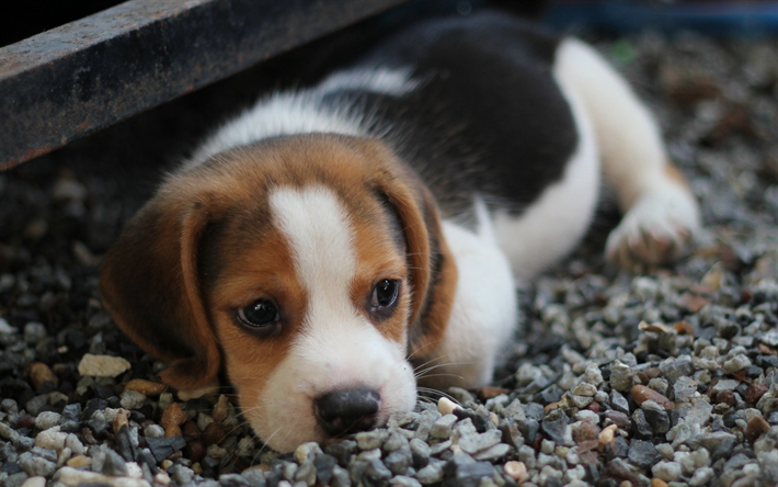 beagle, pieni valkoinen pentu, s&#246;p&#246; pikku koirat, lemmikit, rotujen koirien