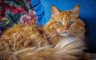 Maine Coon Cat, close-up, fluffy cat, cute animals, ginger Maine Coon, pets, cats, domestic cats, Maine Coon